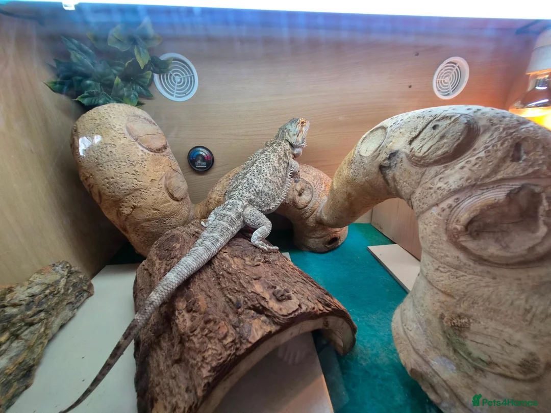 Bearded Dragon reptiles for sale: 3 year old Bearded Dragon with vivarium, lighting, - Advert 4