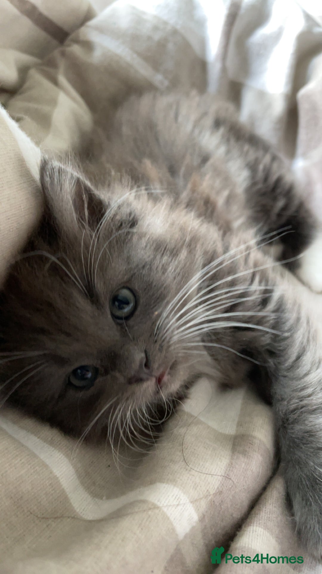 Ragdoll cats for sale: 4 maincoon x ragdoll kittens - Advert 8