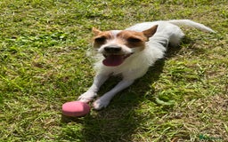 Mixed Breed dogs for sale: Jackawawa puppies - Image 4