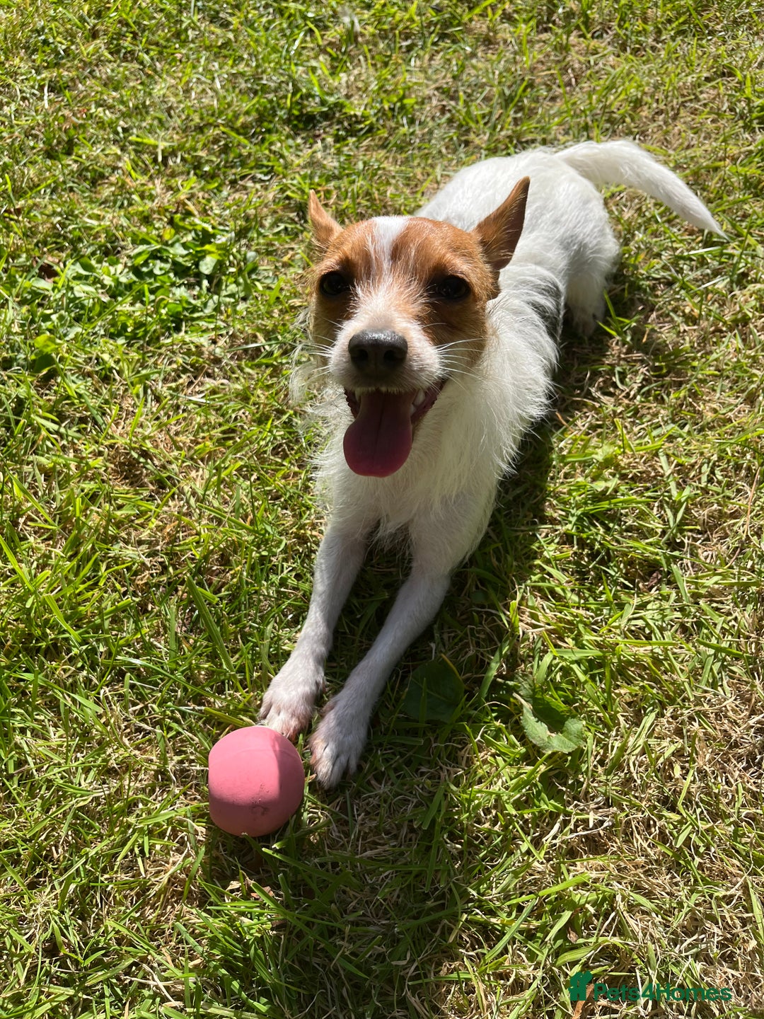 Mixed Breed dogs for sale: Jackawawa puppies - Image 4