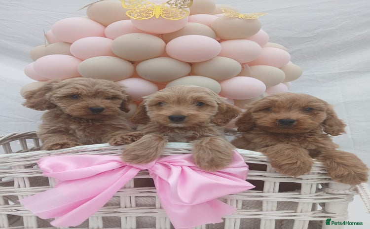 Cockapoo dogs for sale - Advert 1