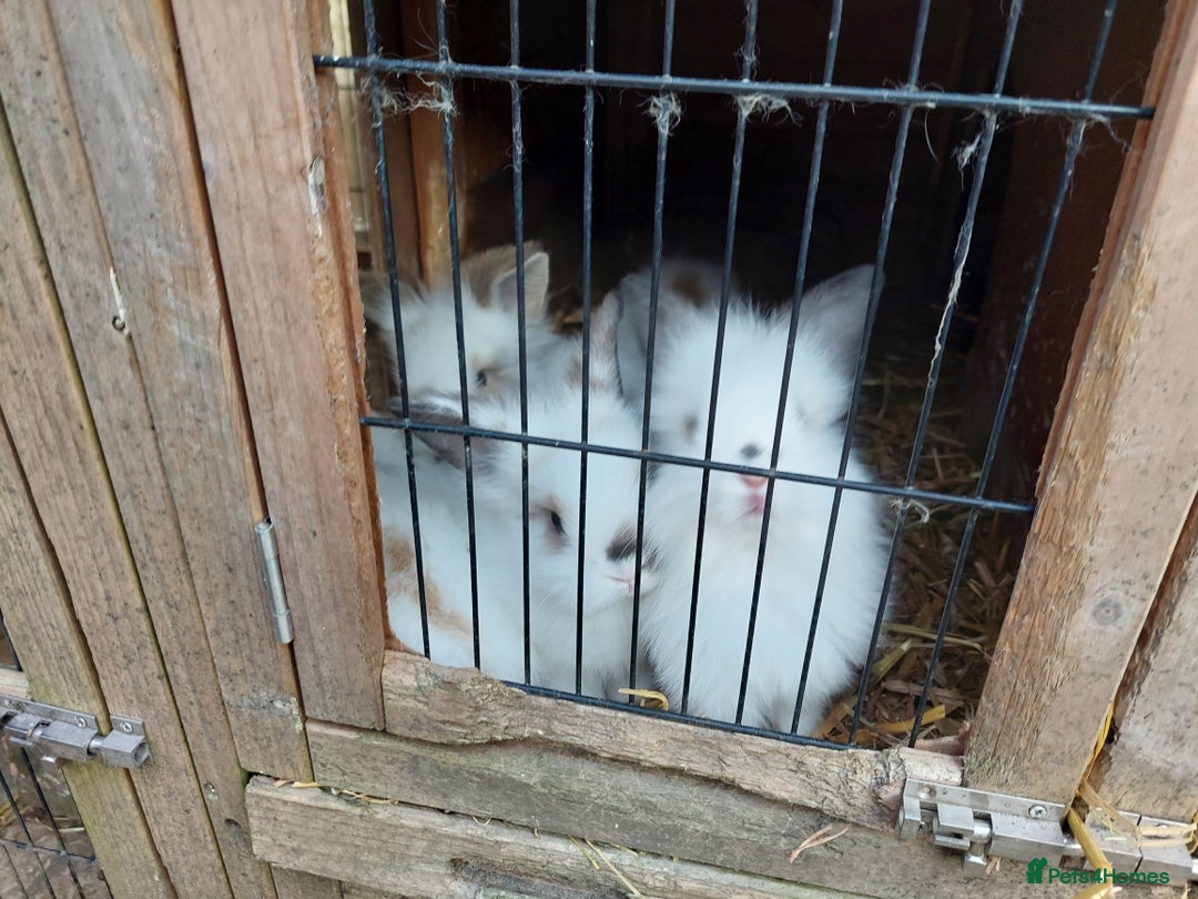 Mixed Breed rabbits for sale: All Female Gorgeous Lionhead/Lop/English rabbits. in Pewsey - Image 8