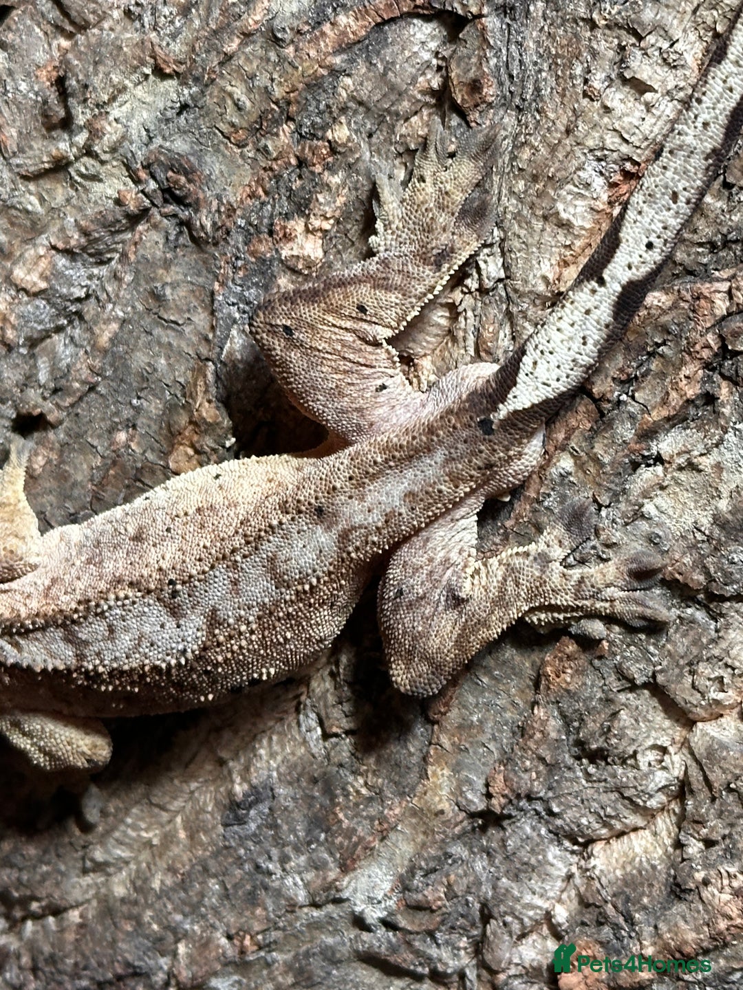 Gecko reptiles for sale: ✨ Male Dalmatian Crested Gecko & Full Setup £150 ✨ - Advert 5