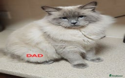 Ragdoll cats for sale: Two beautiful 5 month old Ragdoll kittens for sale - Advert 13
