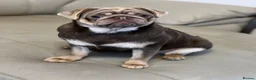 Pug dogs for sale: Solid chocolate pug female  - Advert 14