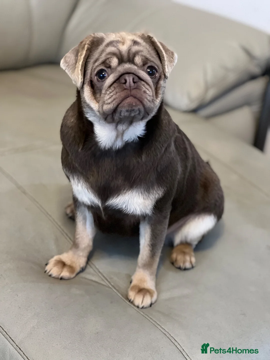 Pug dogs for sale: Solid chocolate pug female  - Advert 14