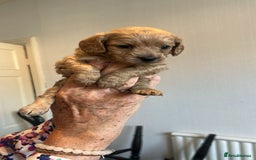 Cavapoo dogs for sale: Cavapoo Puppies  - Image 12