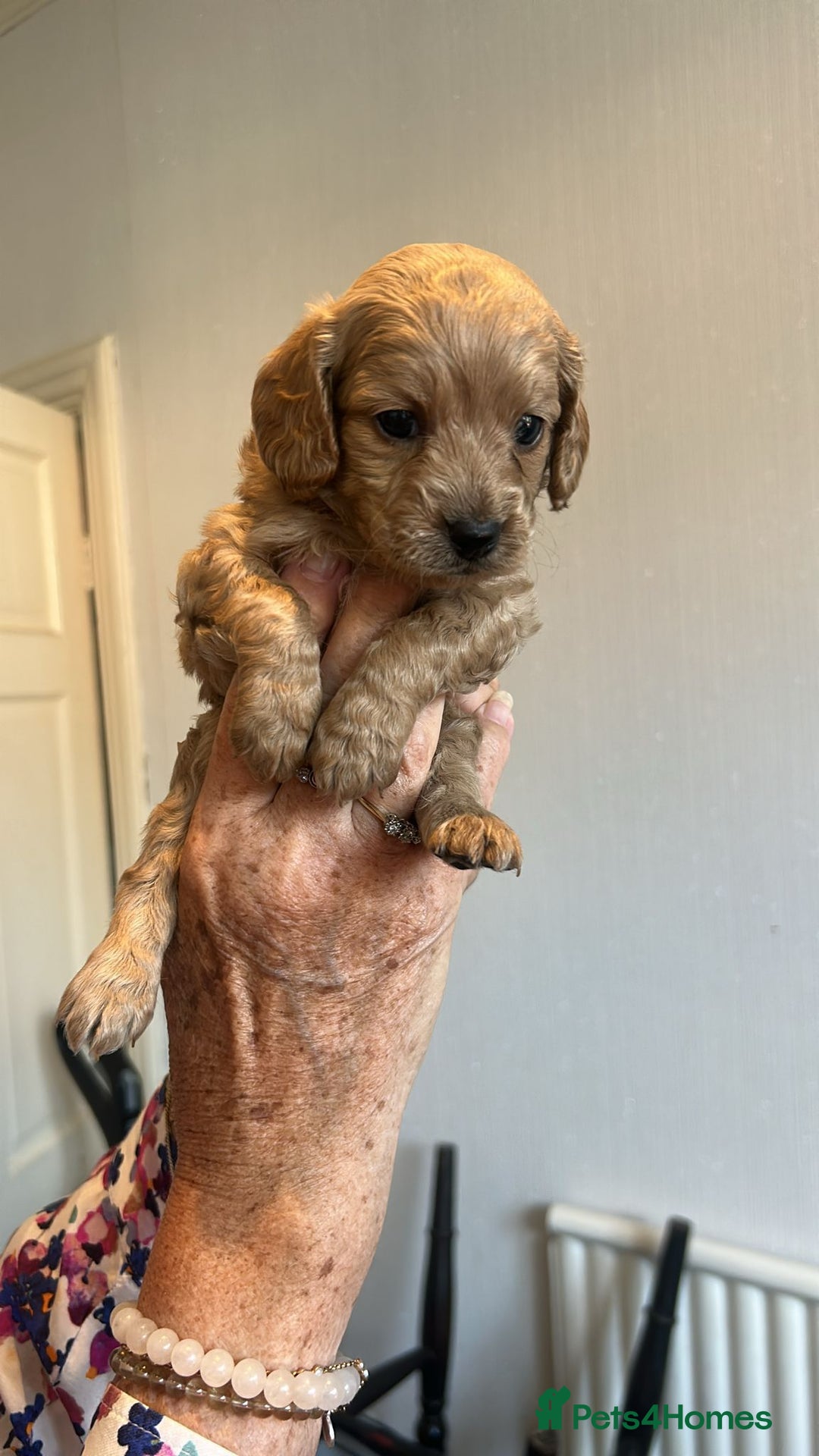 Cavapoo dogs for sale: Cavapoo Puppies  - Image 12
