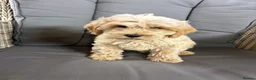 Cockapoo dogs for sale: 5 beautiful cockapoos  in Leighton Buzzard - Advert 9