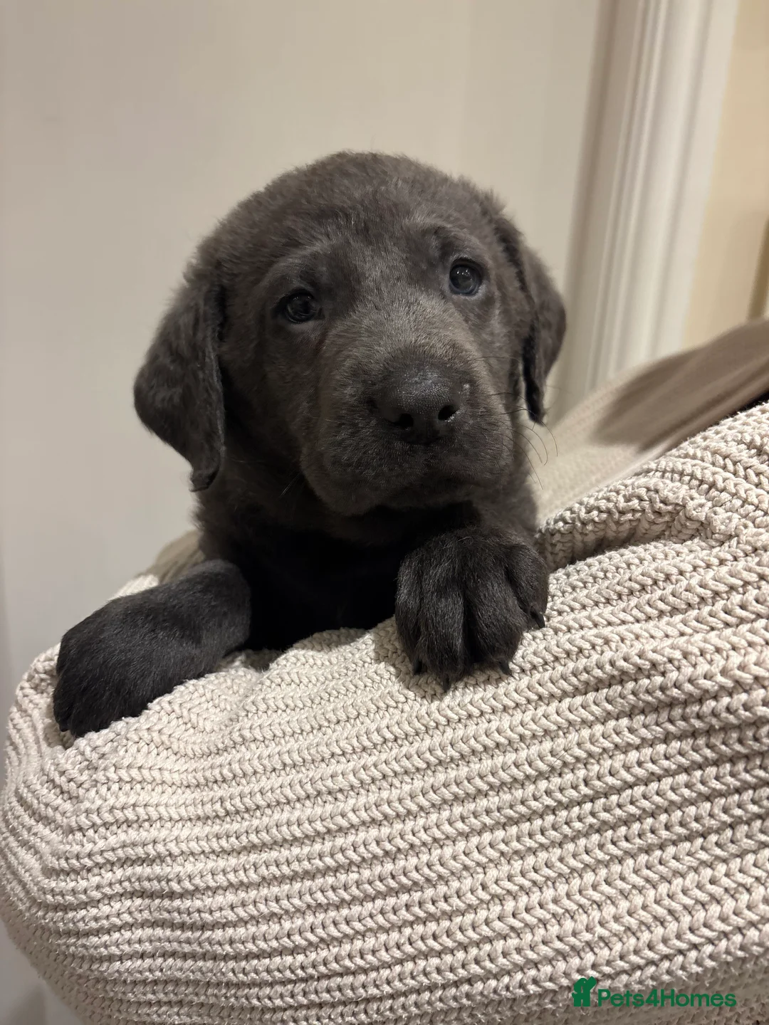Labrador Retriever dogs for sale: Charcoal/silver Labrador puppies  - Advert 3