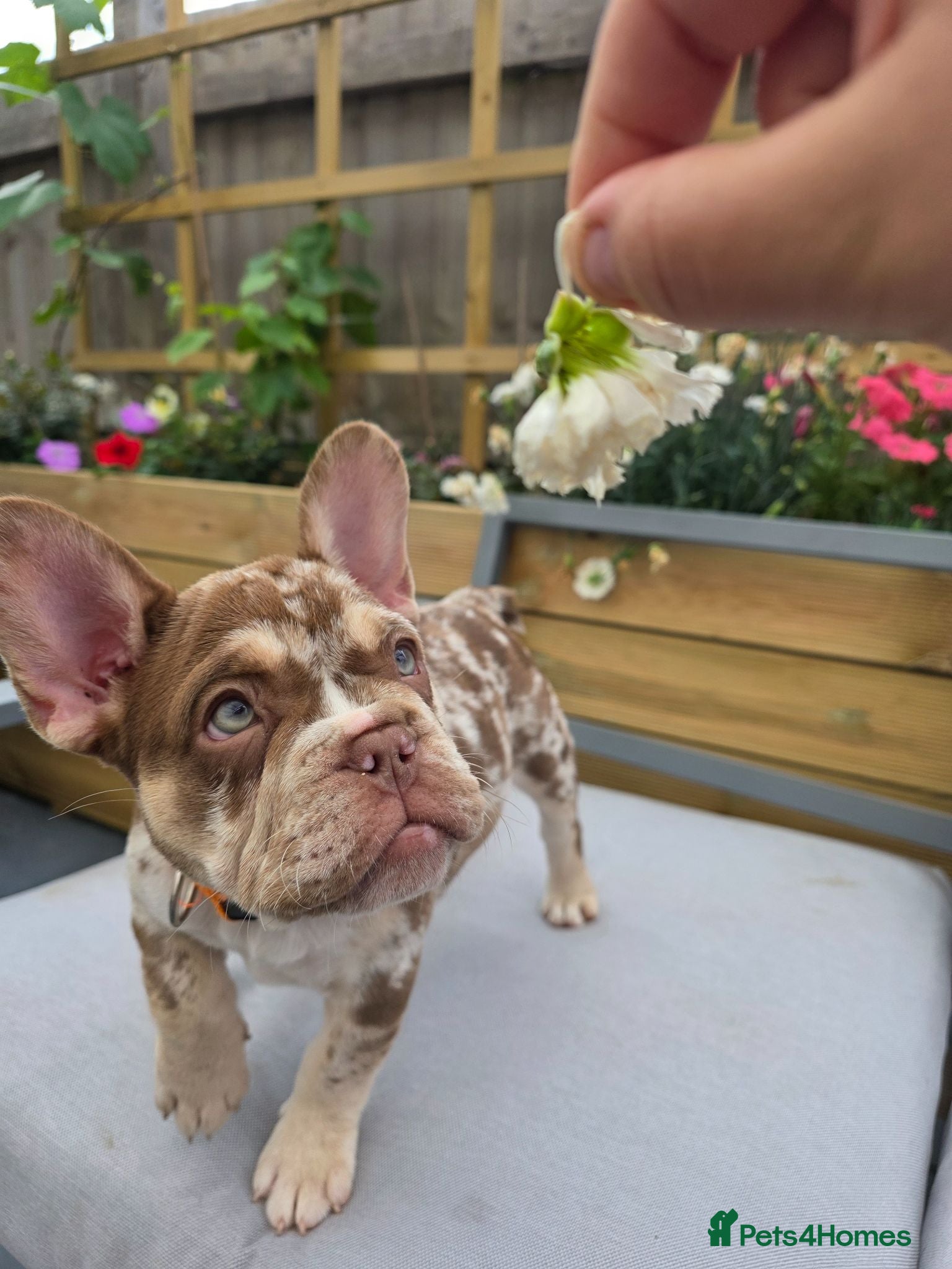 French Bulldog dogs  French Bulldog  - Advert 5
