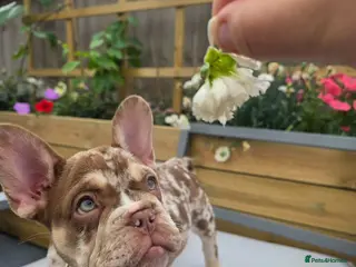 French Bulldog dogs French Bulldog - Advert 1