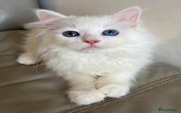 Siberian cats for sale: Pure White Siberian kittens. Ready Now.  - Image 2