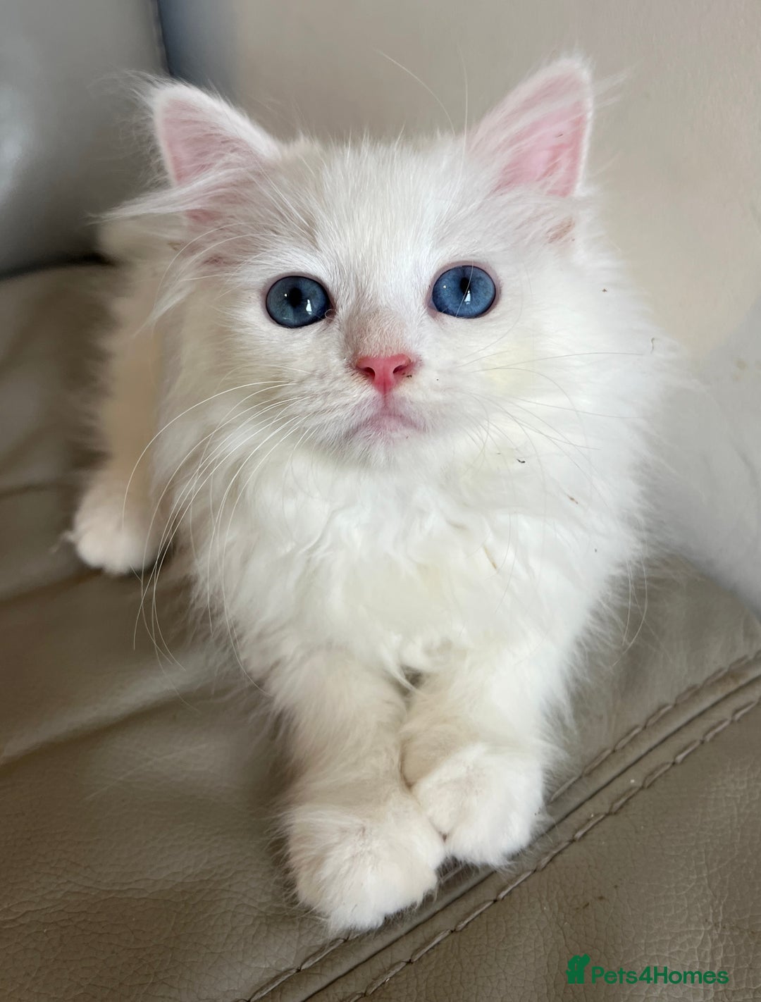 Siberian cats for sale: Pure White Siberian kittens. Ready Now.  - Image 2