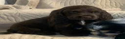Cocker Spaniel dogs for sale: Stunning Show Type Cocker spaniels Ready Now!!  - Advert 2
