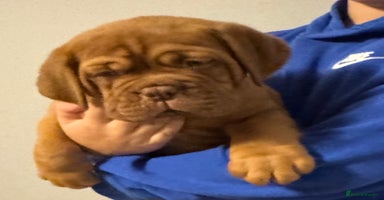 Dogue De Bordeaux dogs Outstanding Chunky KC DDB Puppies - Advert 10