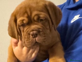 Dogue De Bordeaux dogs Outstanding Chunky KC DDB Puppies - Advert 3