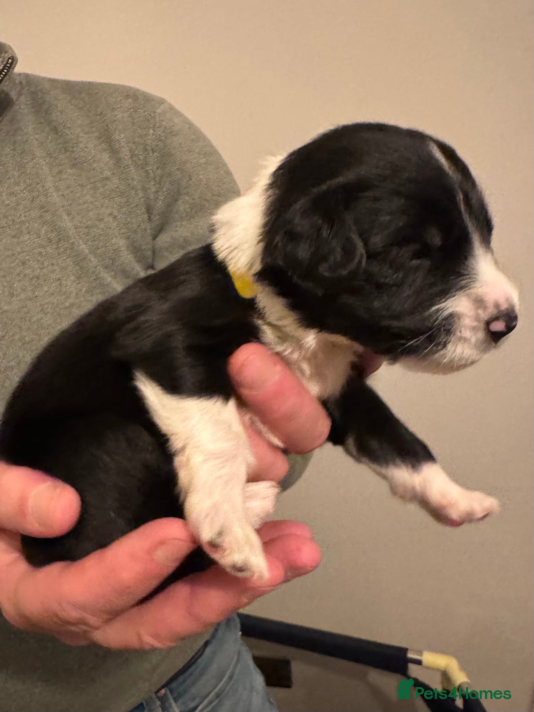 Bordoodle dogs for sale: 🐾 Beautiful Bordoodle Puppies Available 🐾 - Advert 26