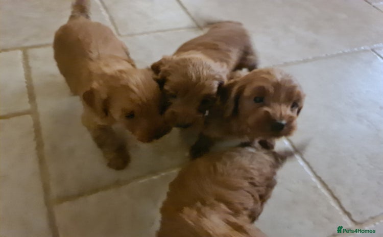 Cockapoo dogs - Advert 13