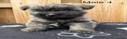 Cairn Terrier dogs for sale: beautiful health tested cairn terriers - Advert 15