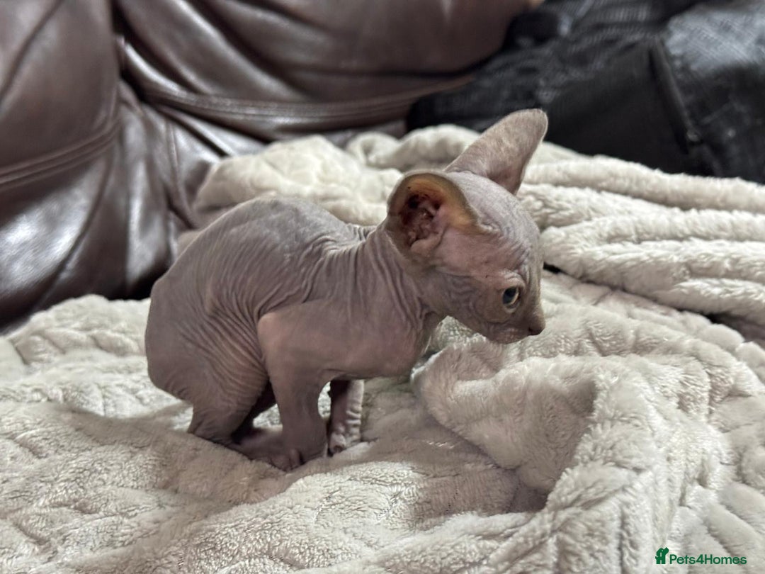 Sphynx cats for sale: Beautiful sphinx babies - Advert 7