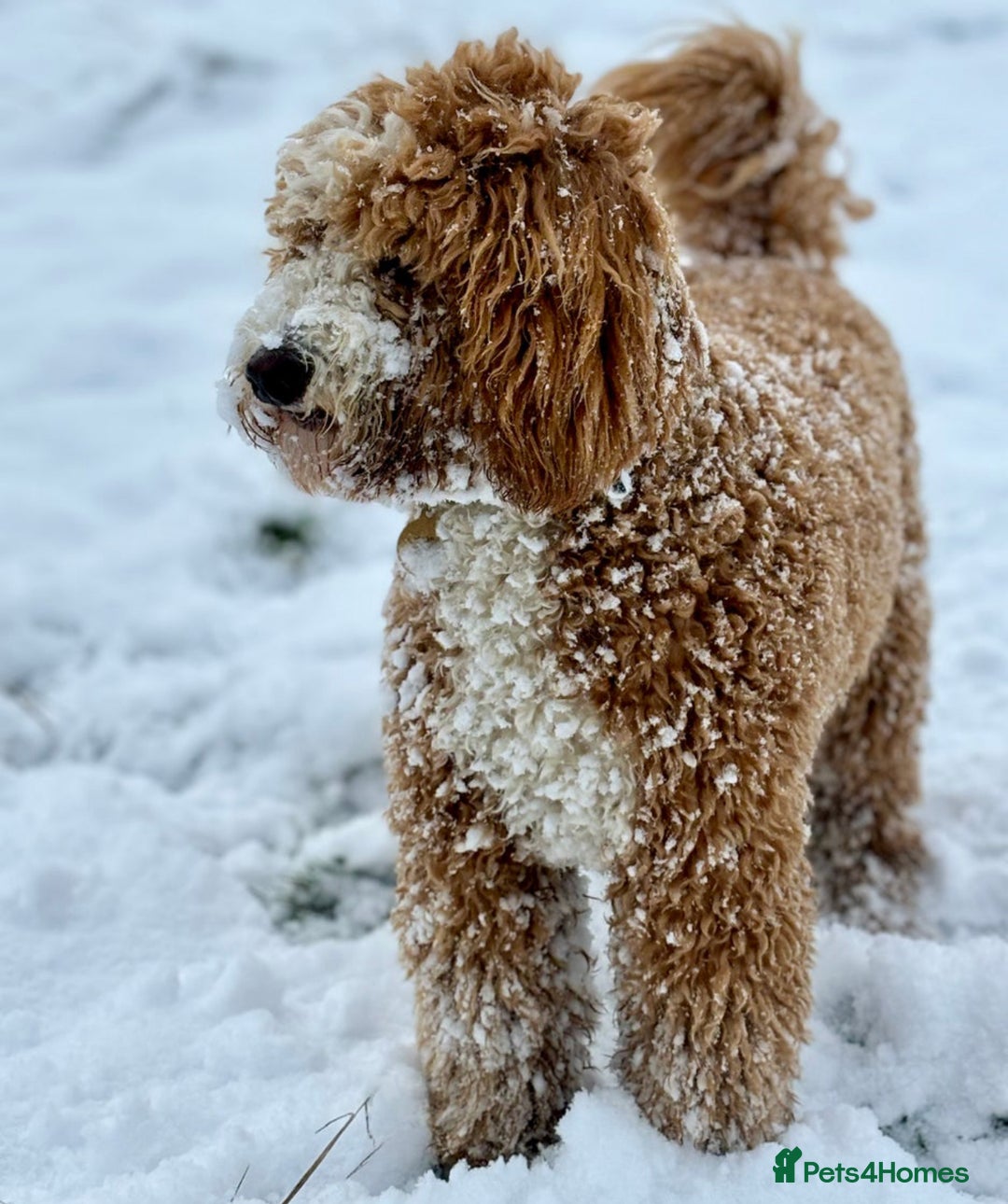 Irish Doodle dogs for sale: Mini Irish Doodle x Australian Labradoodle  - Advert 7