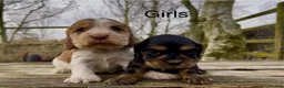 Cocker Spaniel dogs for sale: KC Reg Show Type Cocker Spaniel Pupies  - Advert 2