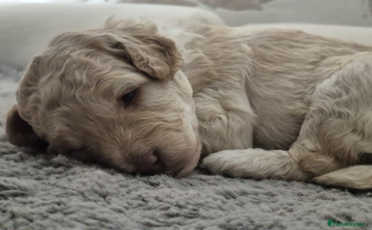 Miniature Poodle dogs - Advert 1