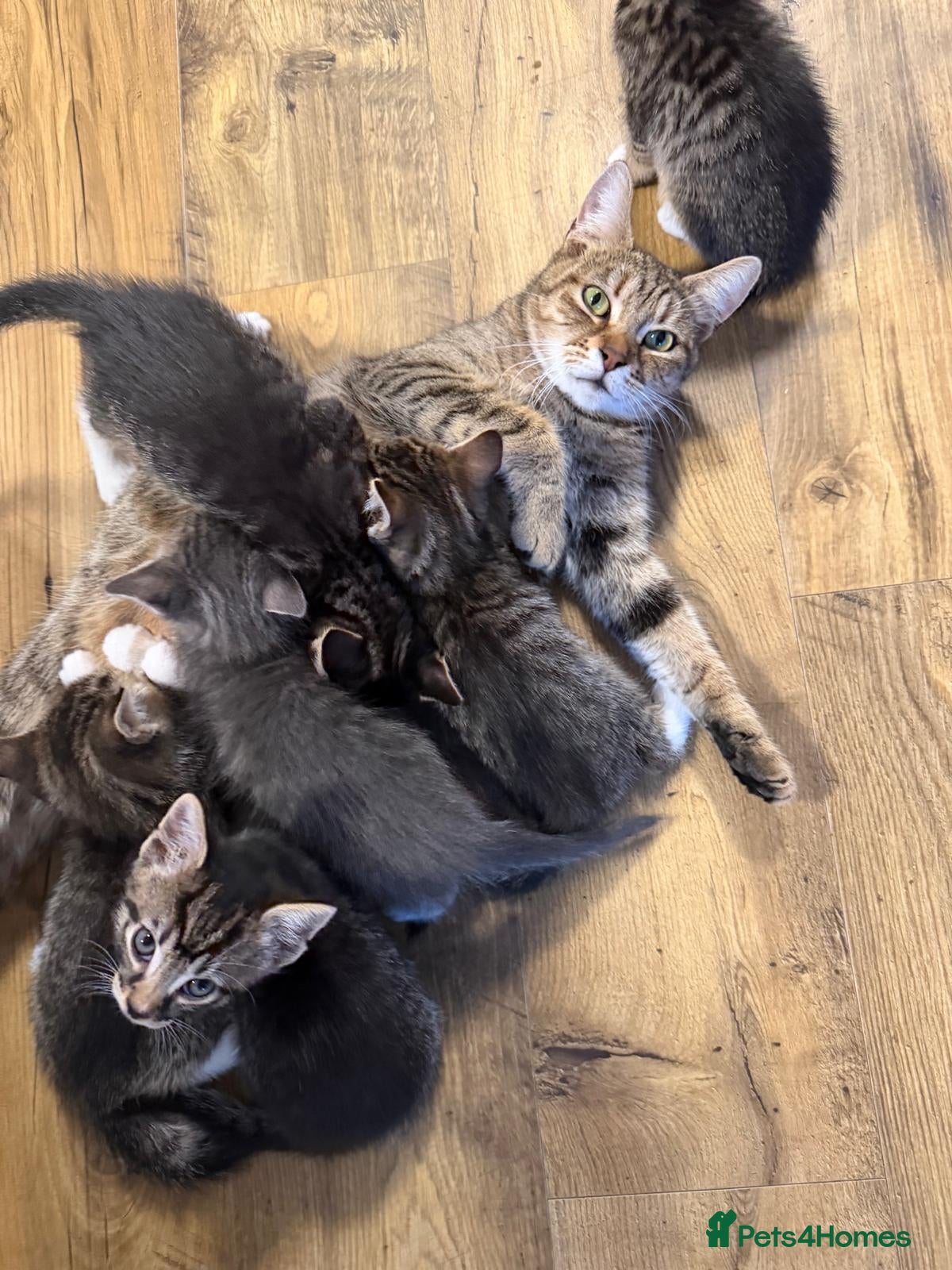 Mixed Breed cats Our Kittens Looking for Their Forever Loving Homes - Advert 2