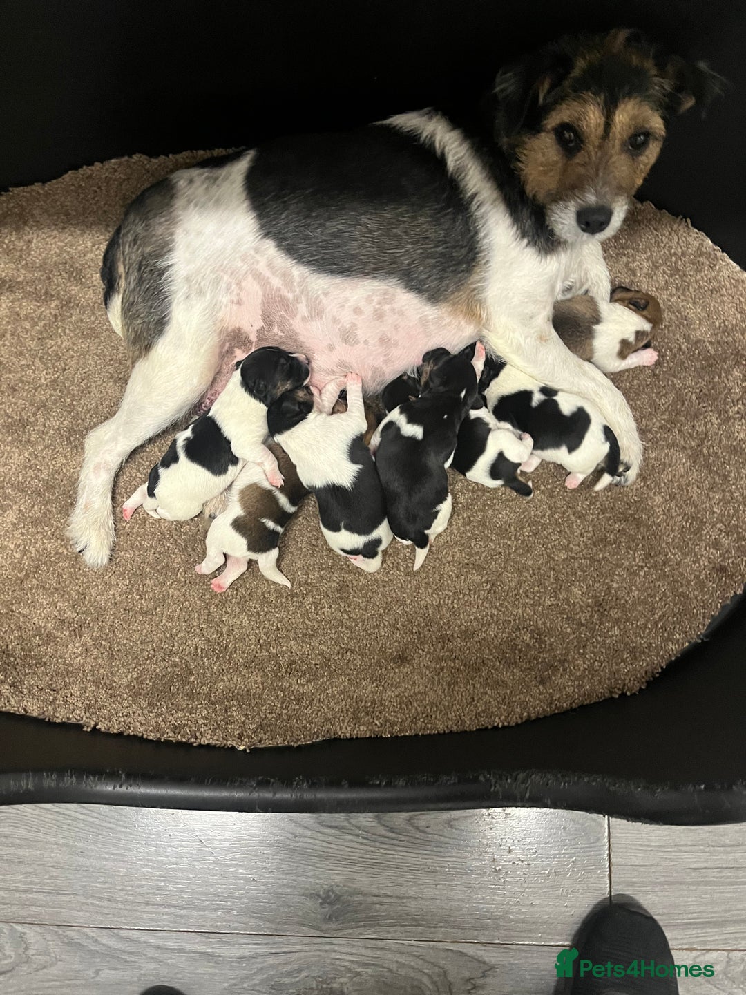 Jack Russell dogs for sale: Jack russel puppies - Advert 11