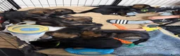 German Shepherd dogs for sale: Beautiful German Shepherd Puppies  - Advert 2
