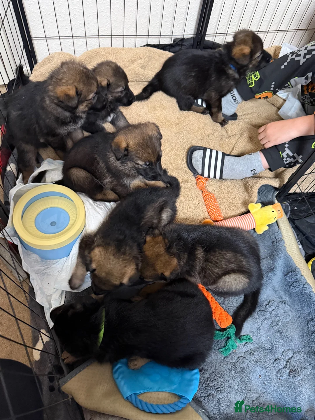 German Shepherd dogs for sale: Beautiful German Shepherd Puppies  - Advert 2