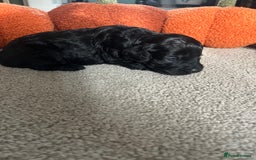 Cavapoo dogs for sale: Beautiful cavapoo puppies 🐾 - Image 11