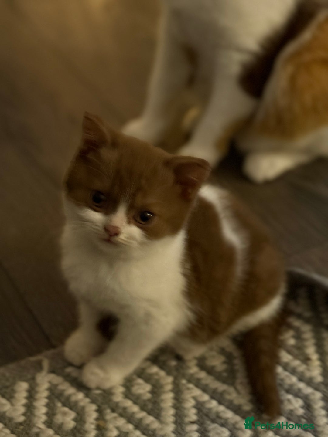 British Shorthair cats for sale: White -chocolate  - Advert 1