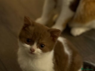 British Shorthair cats White -chocolate - Advert 9