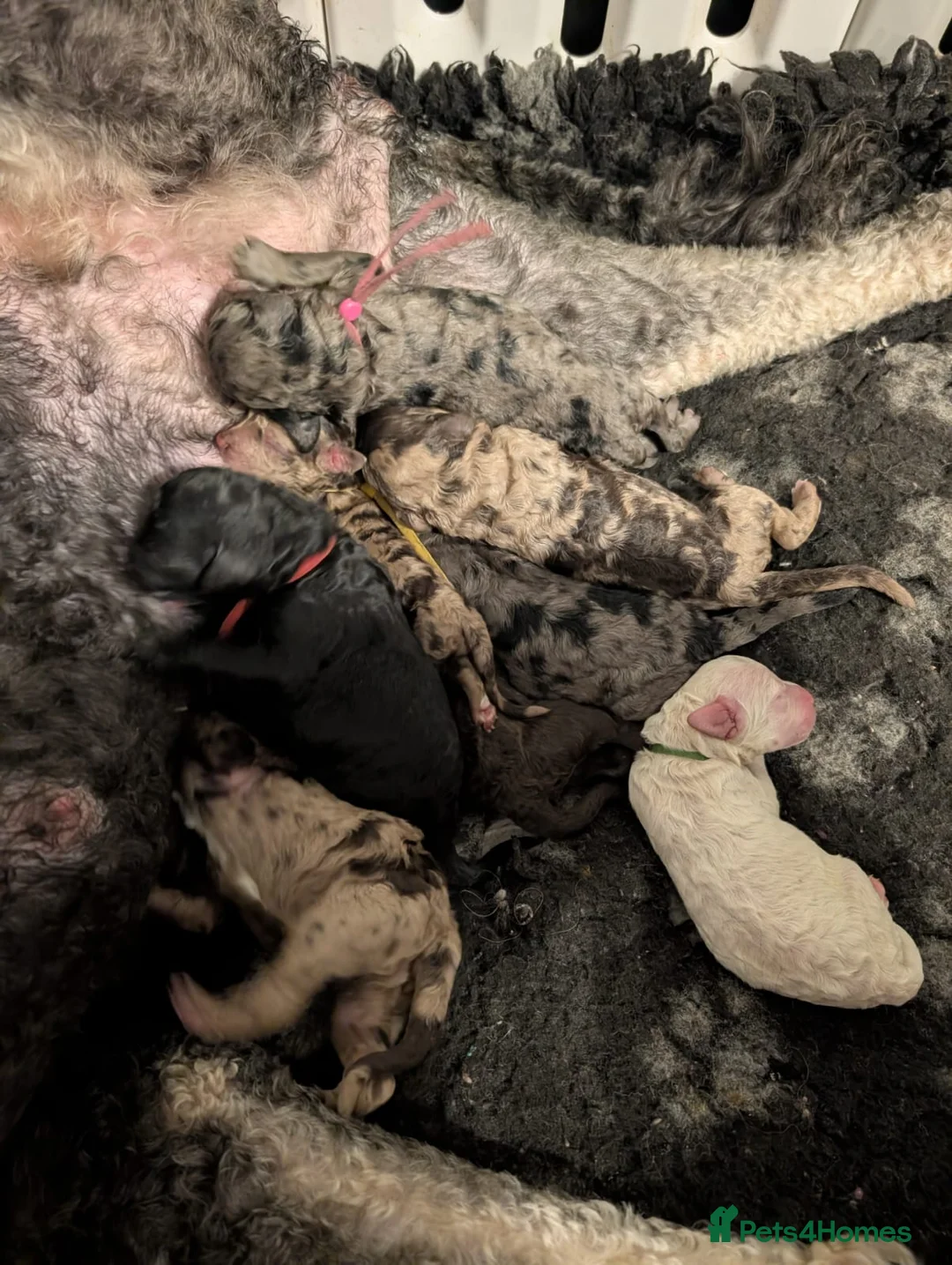 Goldendoodle dogs for sale: Unique goldendoodle puppies  - Advert 4