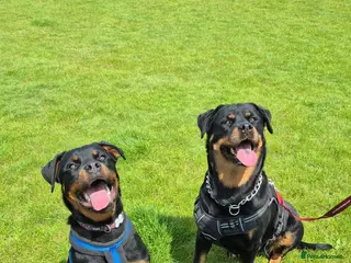 Rottweiler dogs Beautiful rottweiler pups - Advert 17