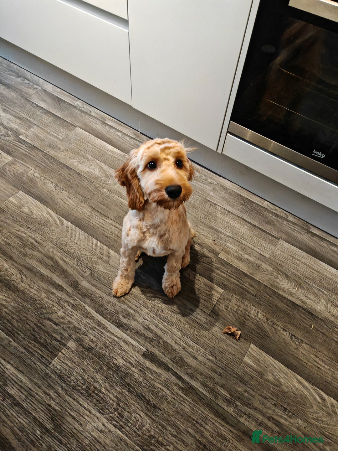 Cavapoo dogs for sale: REHOMING  - Advert 11