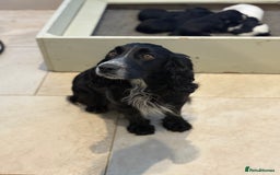 Cocker Spaniel dogs for sale: KC Registered Cocker Spaniels x5 - Image 3