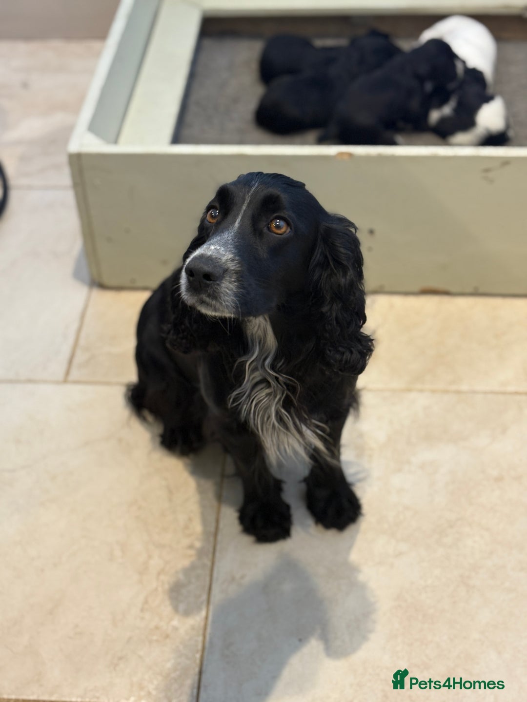 Cocker Spaniel dogs for sale: KC Registered Cocker Spaniels x5 - Image 3