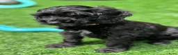 Cockapoo dogs for sale: Super cute 2 Tiny Female Cockapoo Pups - Advert 7