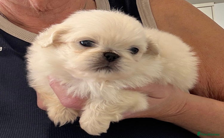 Pekingese dogs - Advert 3