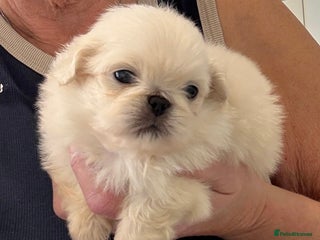 Pekingese dogs - Advert 2