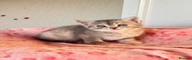 Persian 4