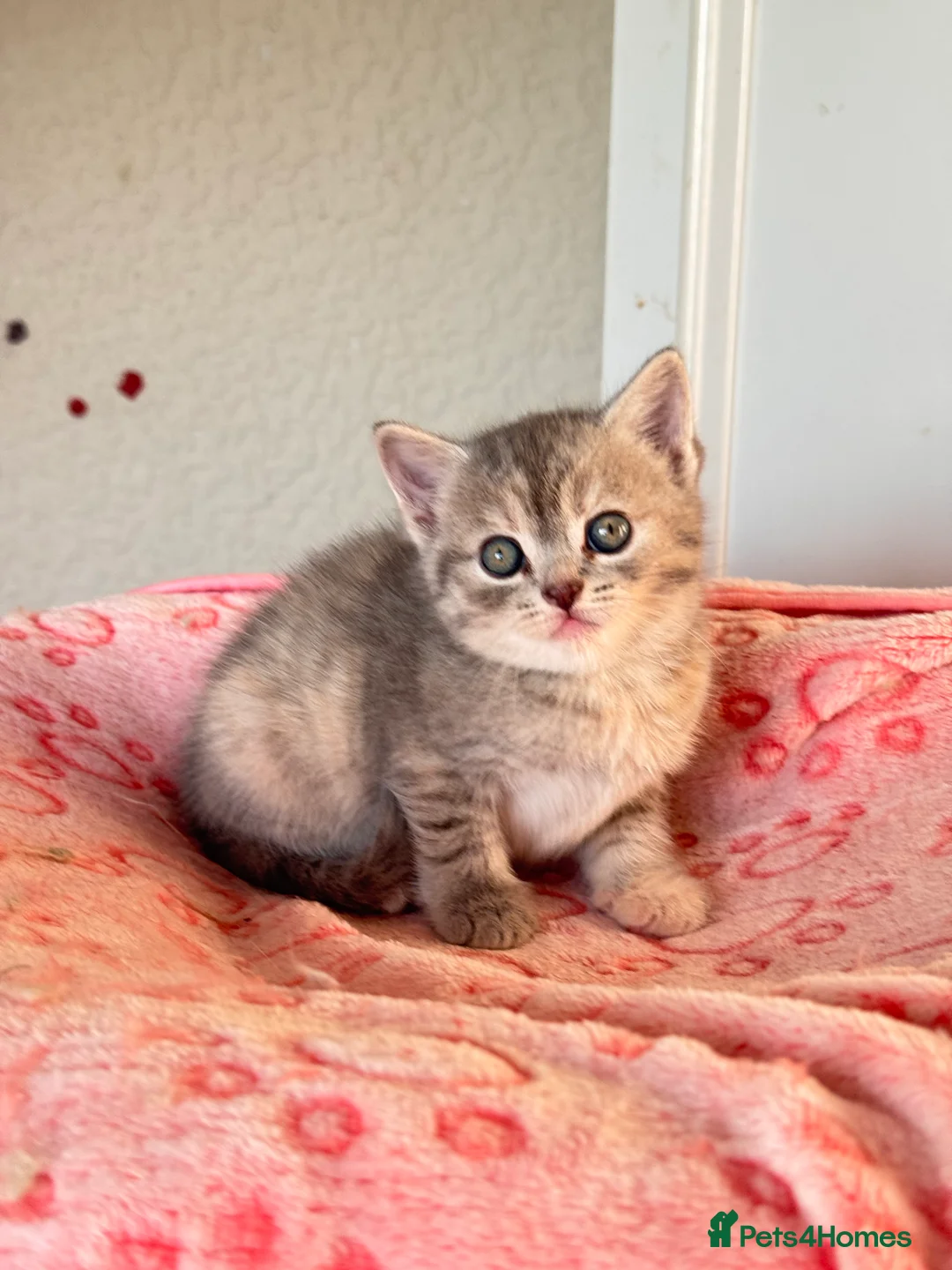 Persian cats for sale: Pure bred beautiful persian kittens  - Advert 1