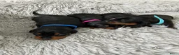 Miniature Dachshund dogs for sale: Miniature Dachshund  - Advert 7