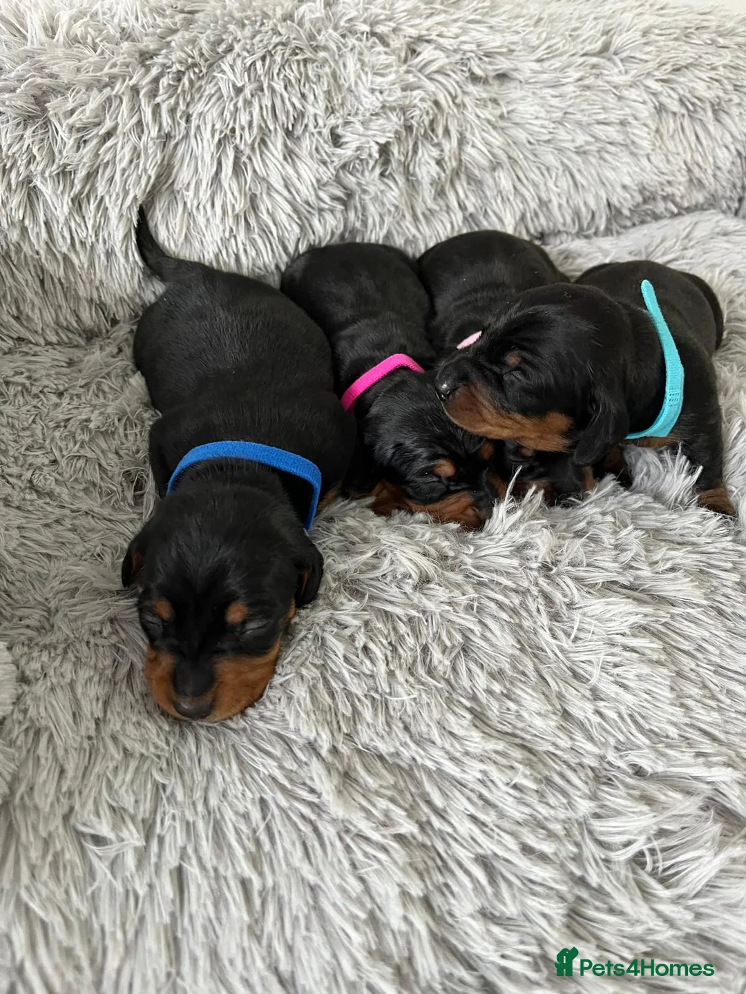 Miniature Dachshund dogs for sale: Miniature Dachshund  - Advert 7