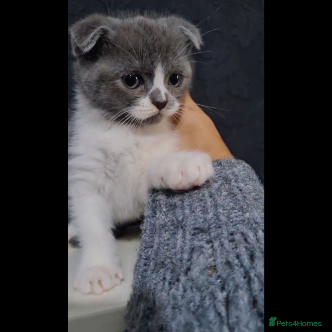 Scottish Fold cats for sale: Last beautiful kitten reduced  - Image 6