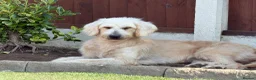 Goldendoodle dogs for sale: GOLDENDOODLE F1 in Mansfield - Advert 6
