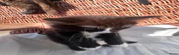 Mixed Breed cats for sale: 4 gorgeous fluffy rag doll mixed kittens - Advert 12